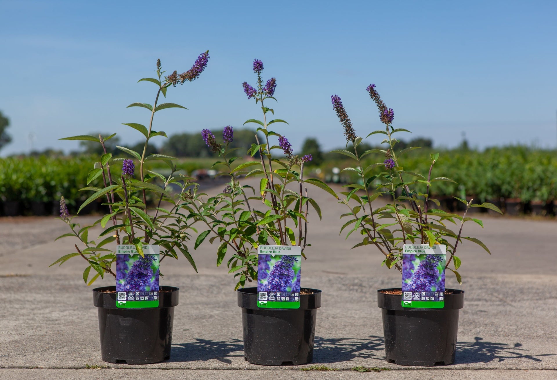 Buddleja davidii 'Empire Blue'