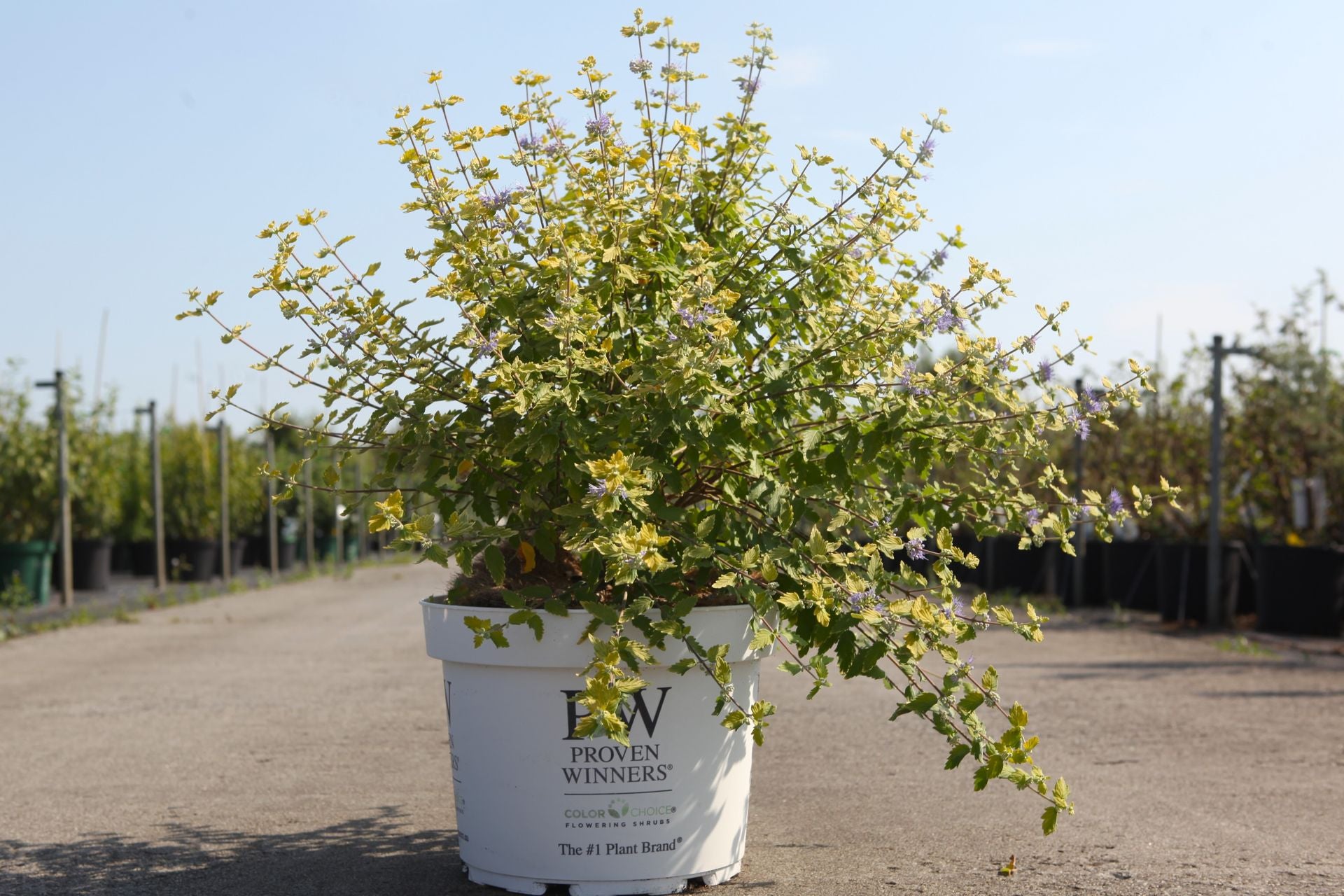 Caryopteris incana Proven Winners© SUNNY BLUE