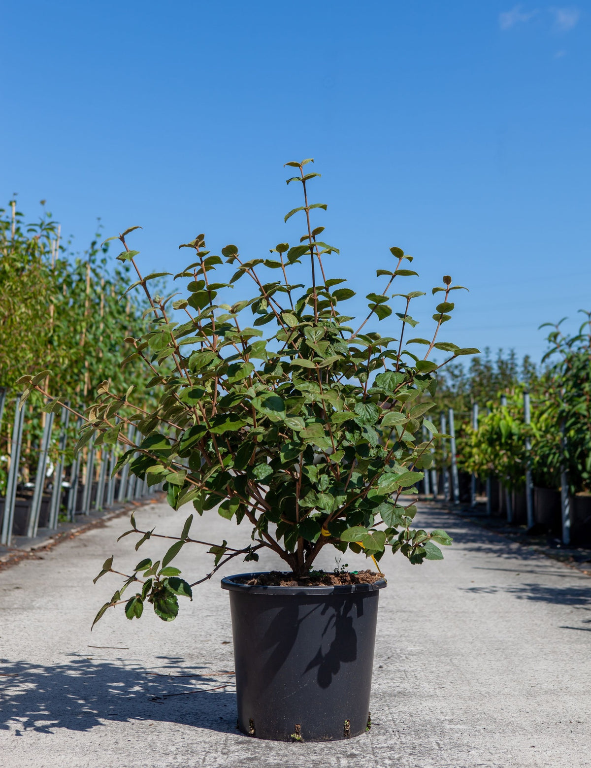 Viburnum carlesii 'Aurora'