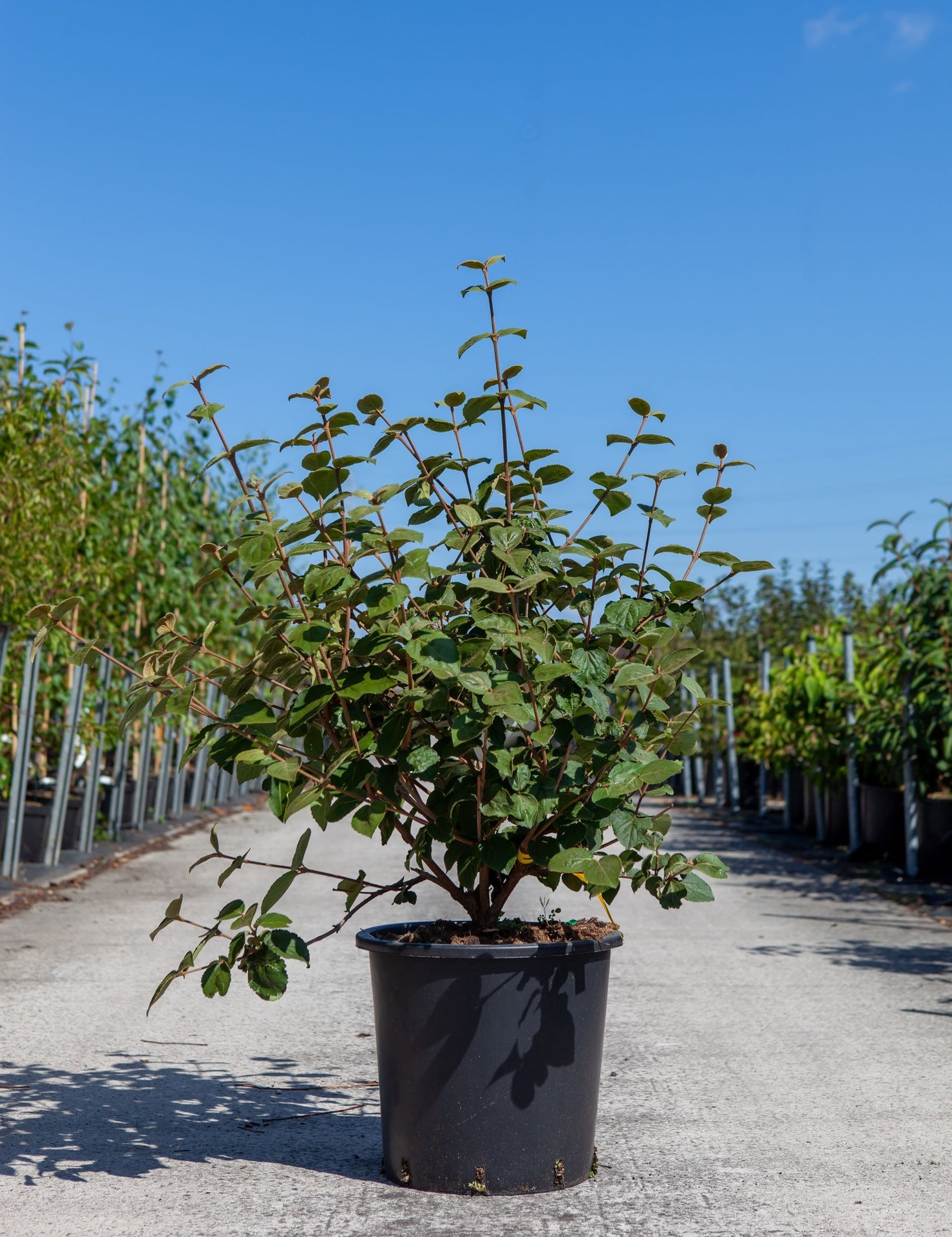 Viburnum carlesii 'Aurora'