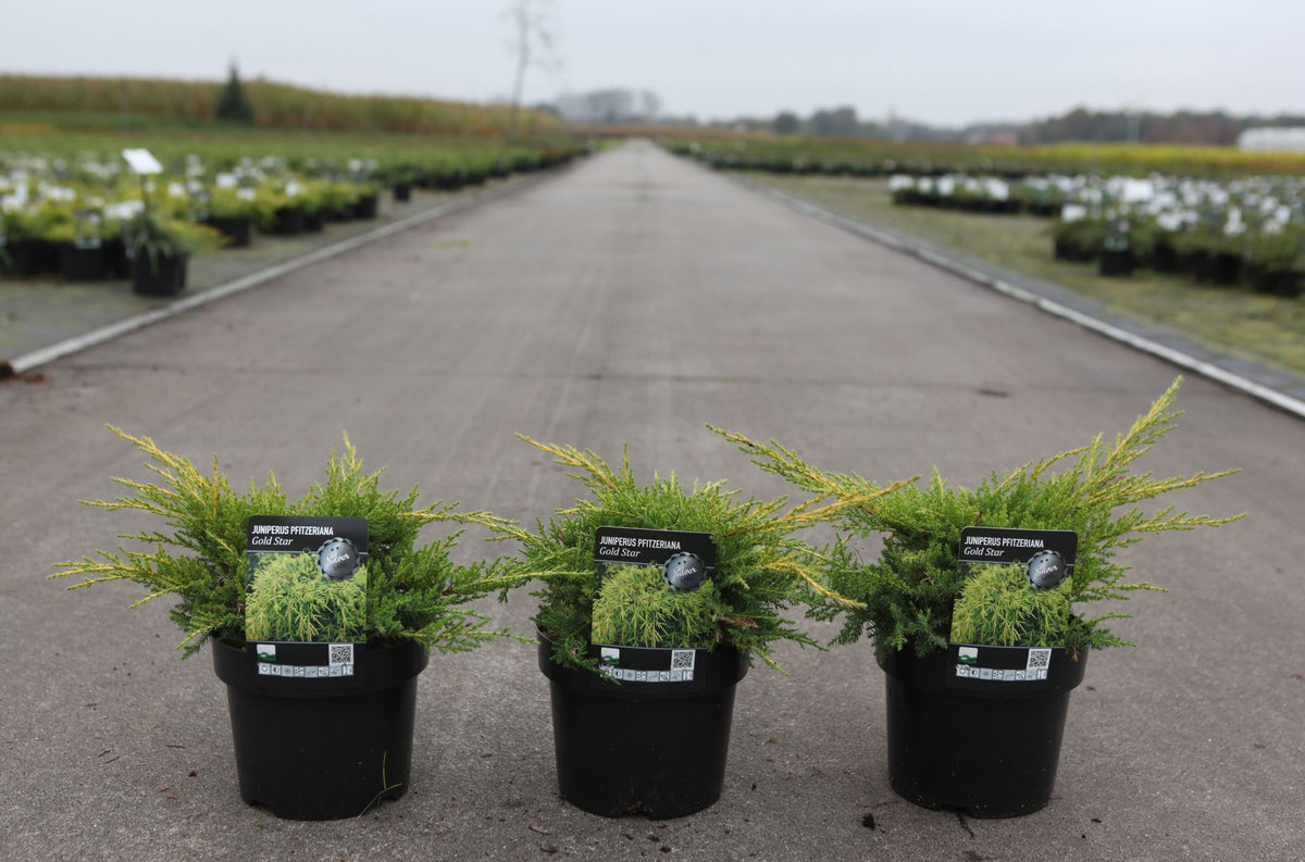 Juniperus pfitzeriana 'Gold Star'