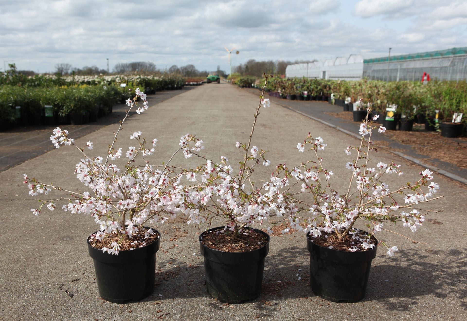 Prunus incisa 'Oshidori'