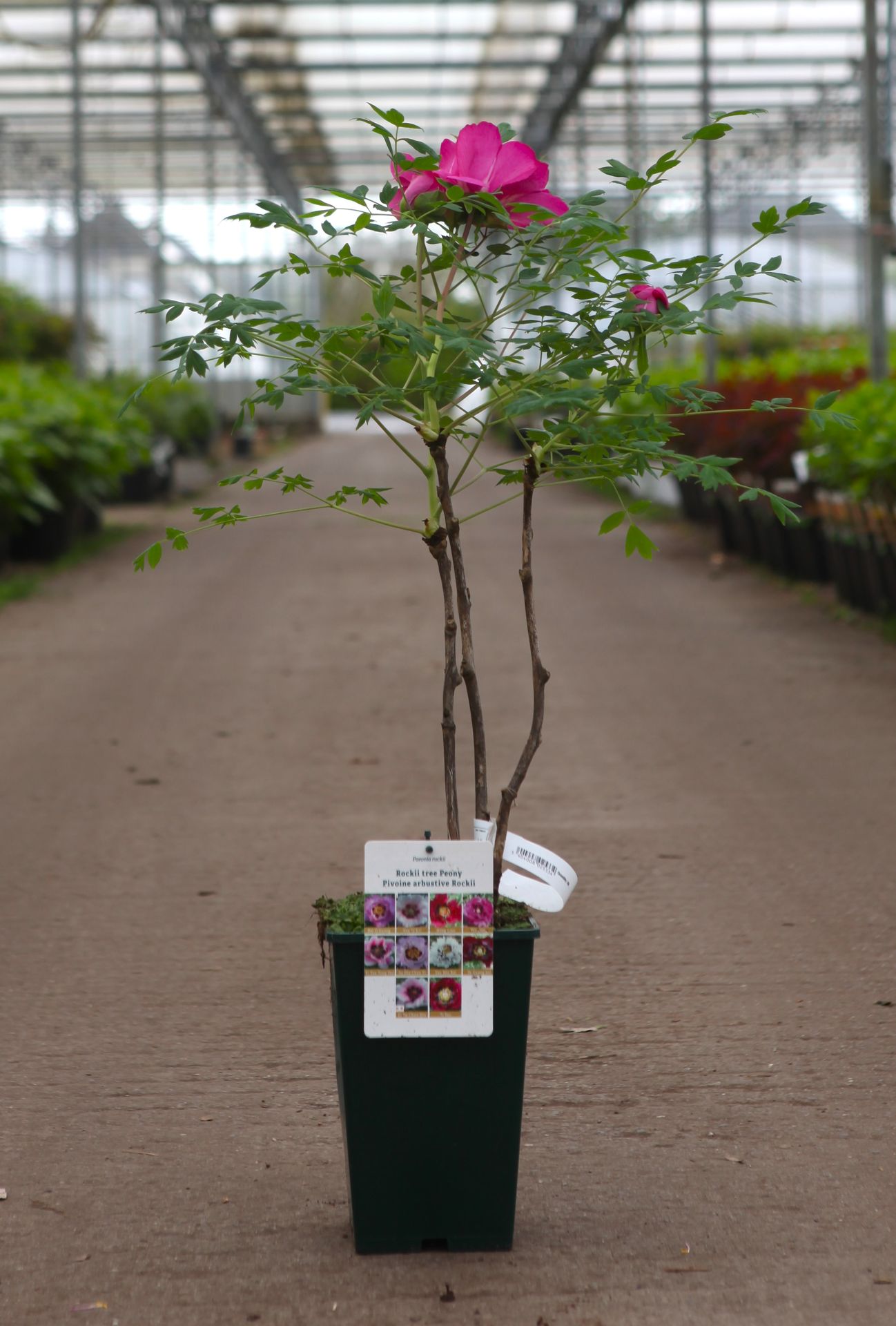 Paeonia rockii 'Bei Ji Guang'