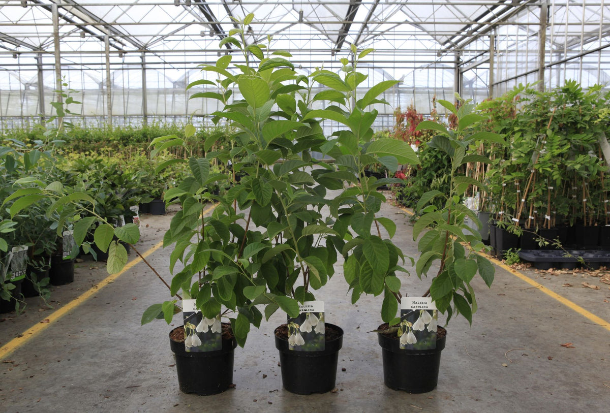 Halesia carolina