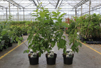 Halesia carolina