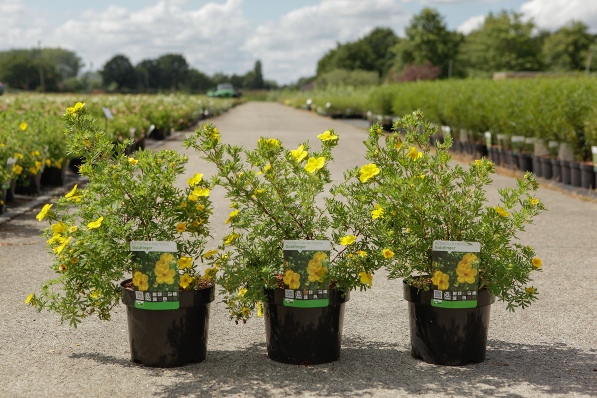 Potentilla fruticosa 'Goldfinger'