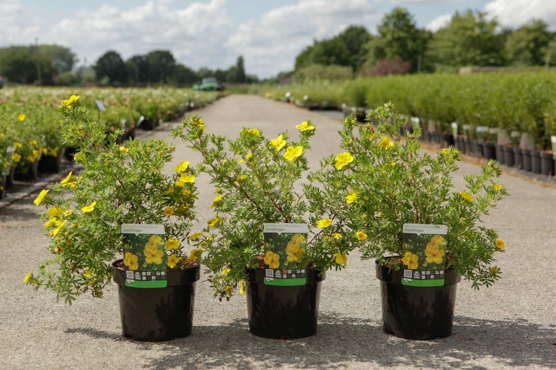 Potentilla fruticosa 'Goldfinger'