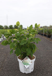 Hydrangea arborescens ‘Strong Annabelle’ with strong stems and covered in a huge amount of buds ready to bloom