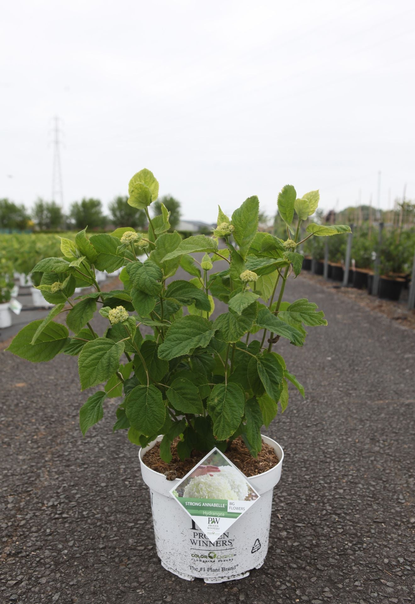Hydrangea arborescens ‘Strong Annabelle’ with strong stems and covered in a huge amount of buds ready to bloom