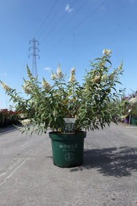Buddleja ARGUS© WHITE (PBR)