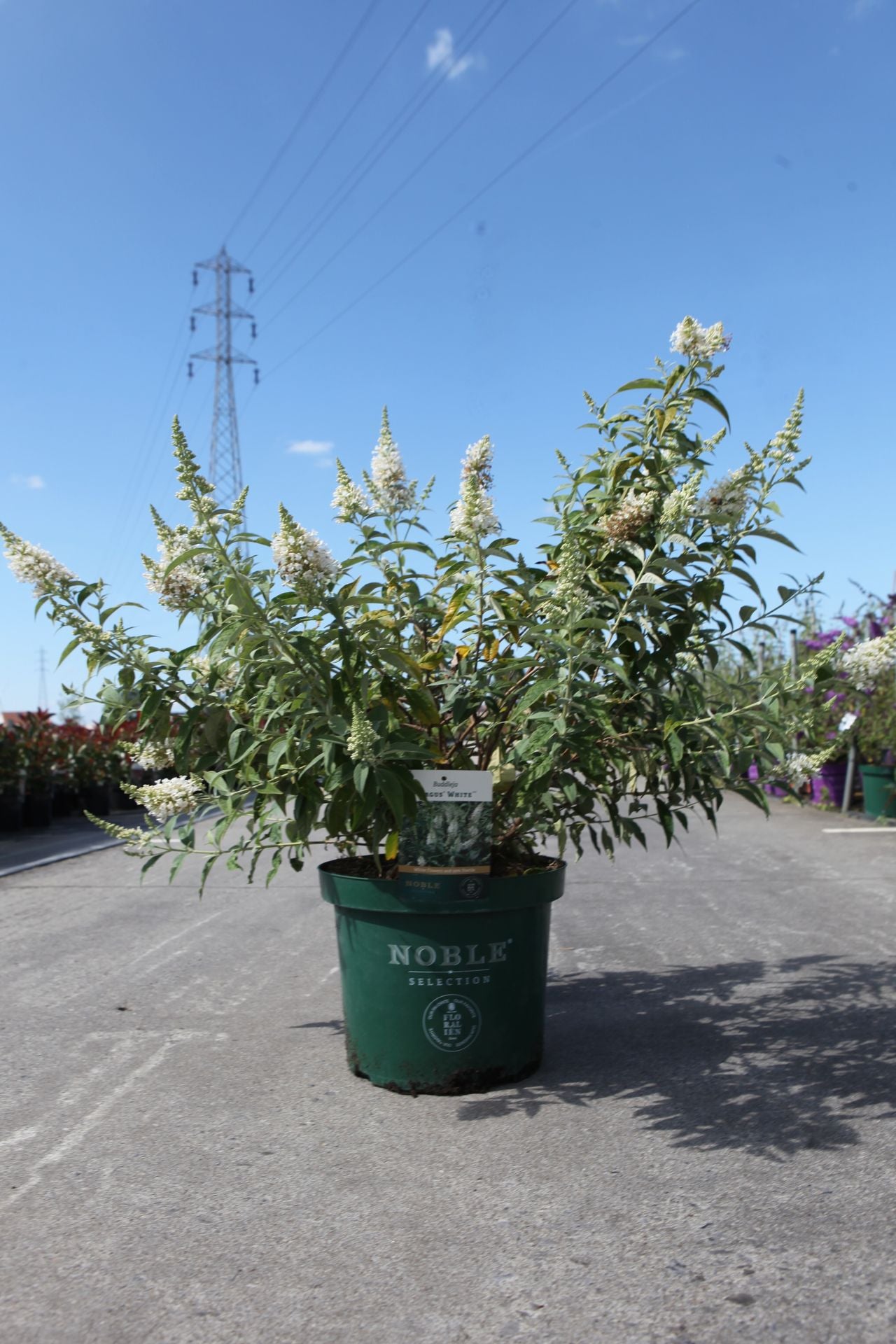 Buddleja ARGUS© WHITE (PBR)