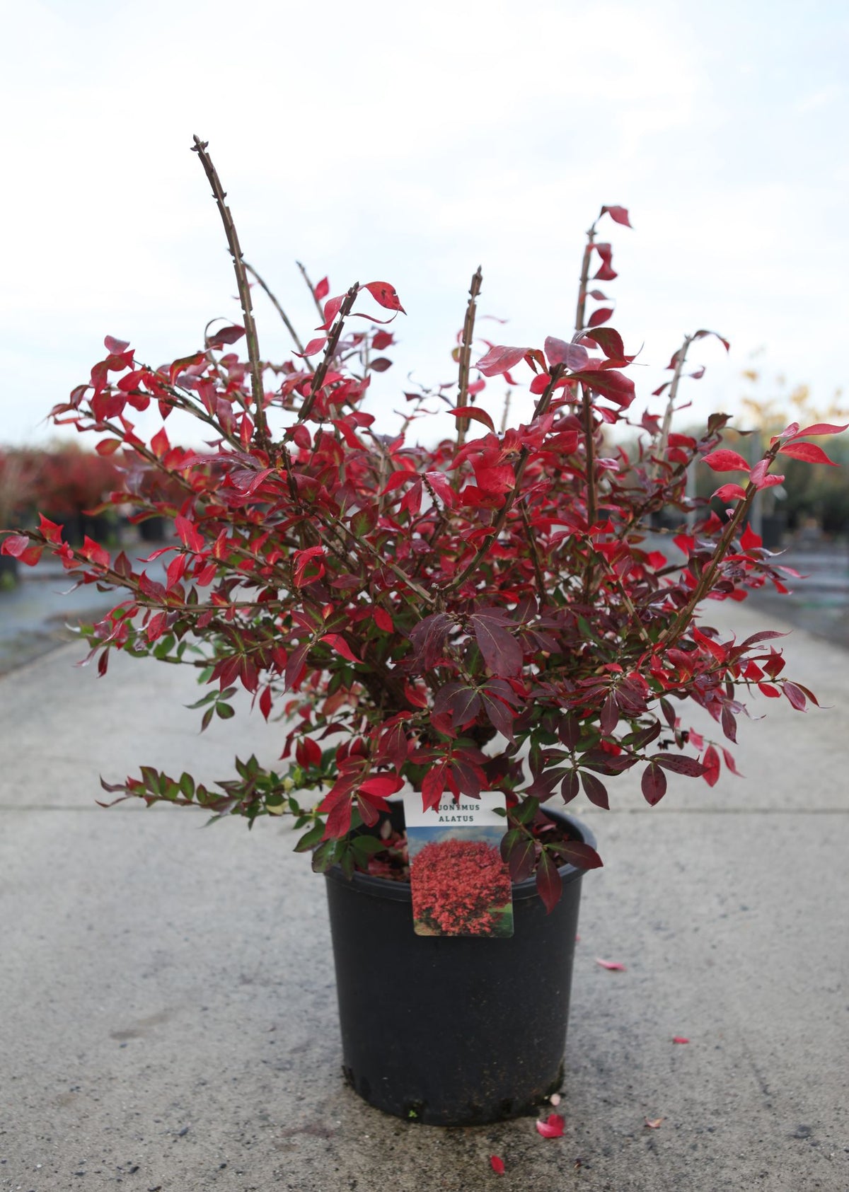 Euonymus alatus