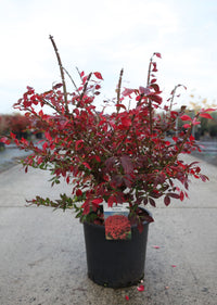 Euonymus alatus