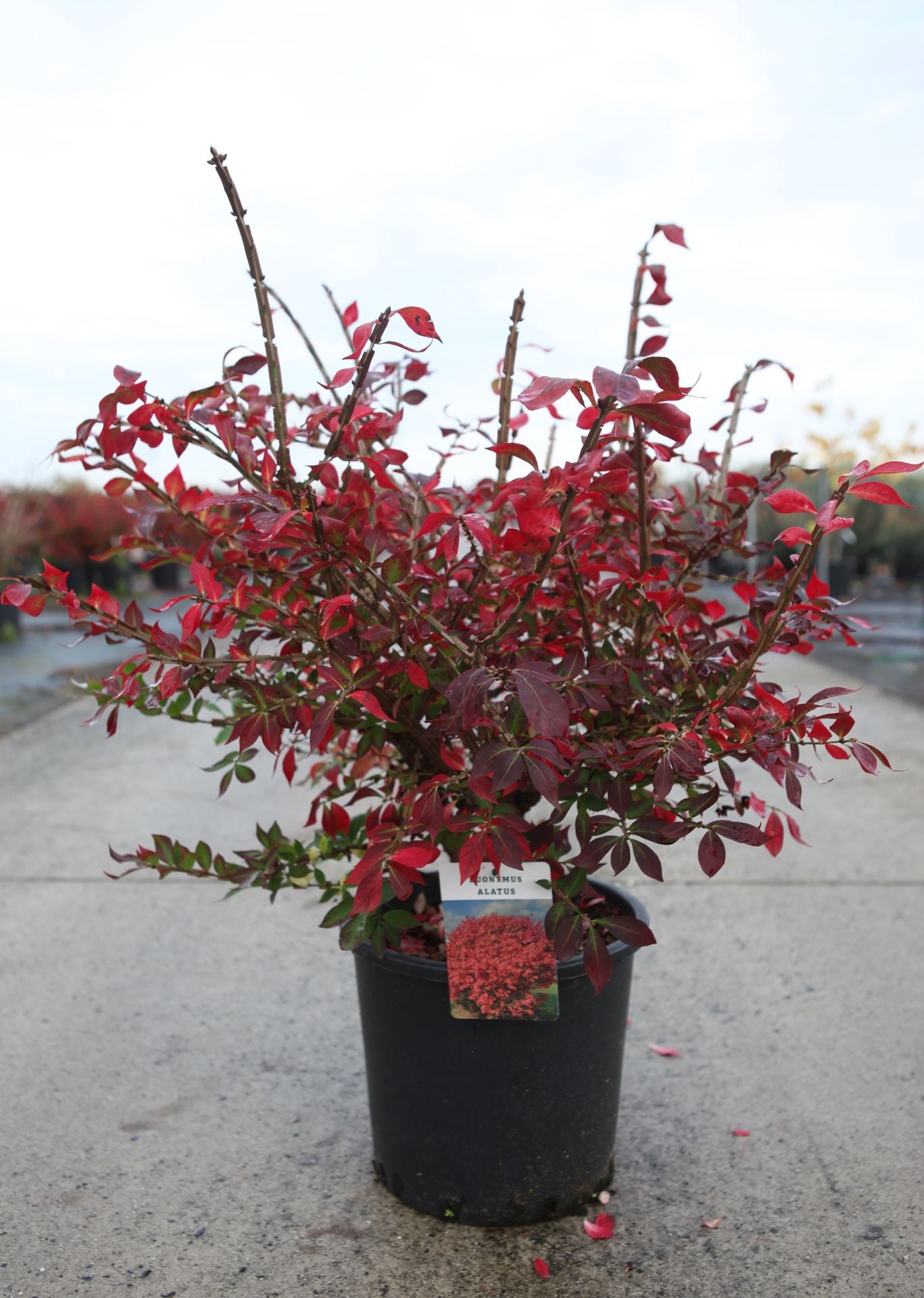Euonymus alatus