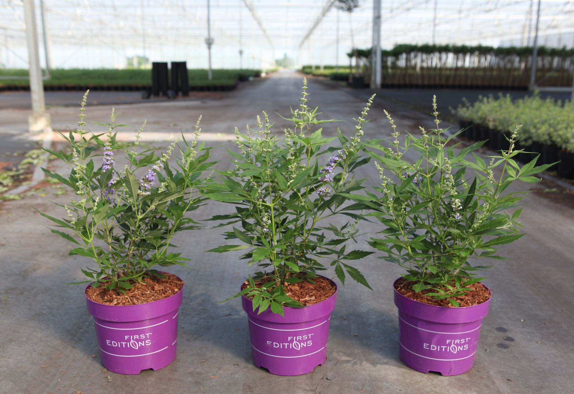 Vitex agnus-castus First Editions© VIOLET MAGNET© (PBR)