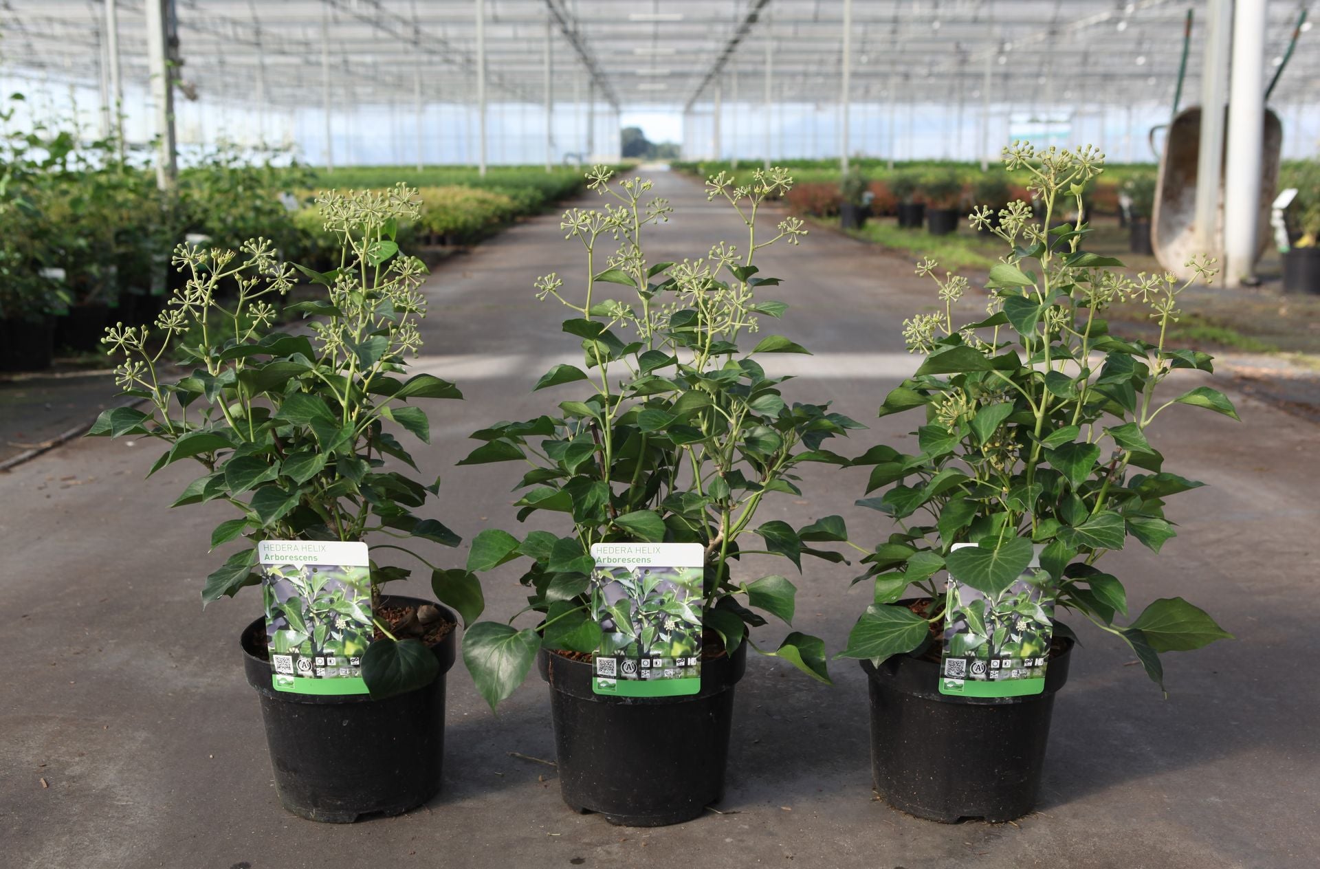 Hedera helix 'Arborescens'
