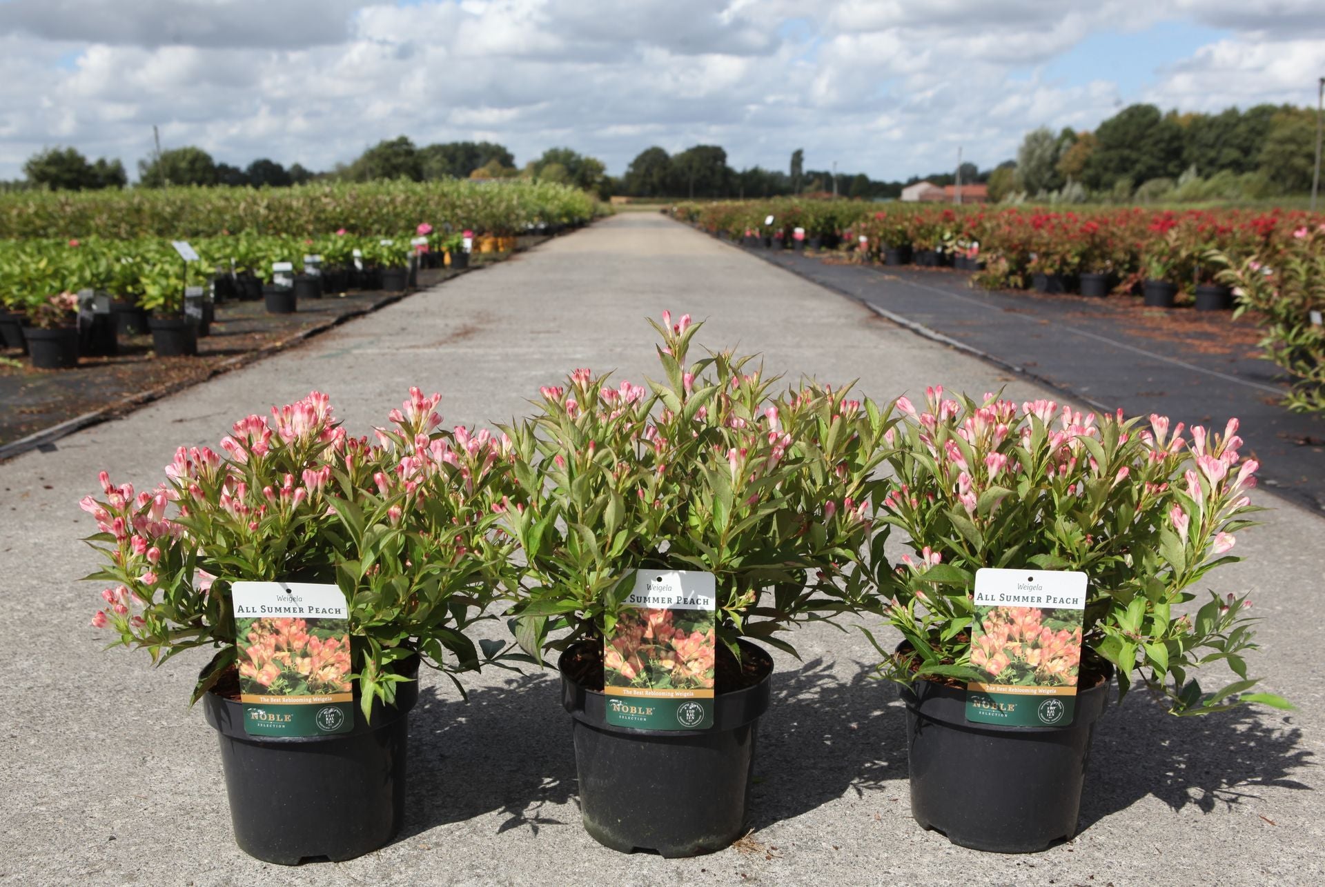 Weigela ALL SUMMER© PEACH (PBR)