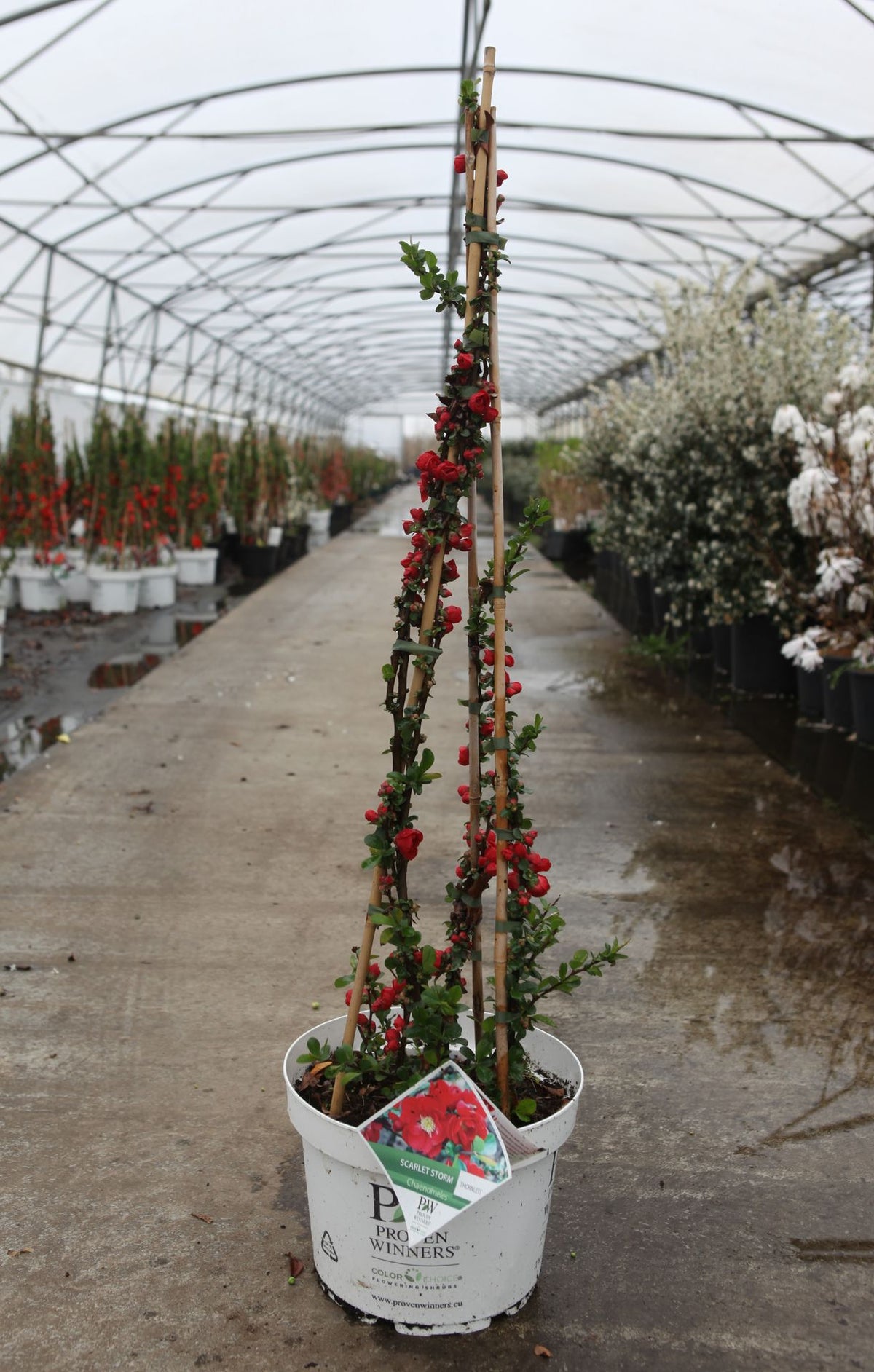 Chaenomeles speciosa Proven Winners© 'Scarlet Storm' (PBR)