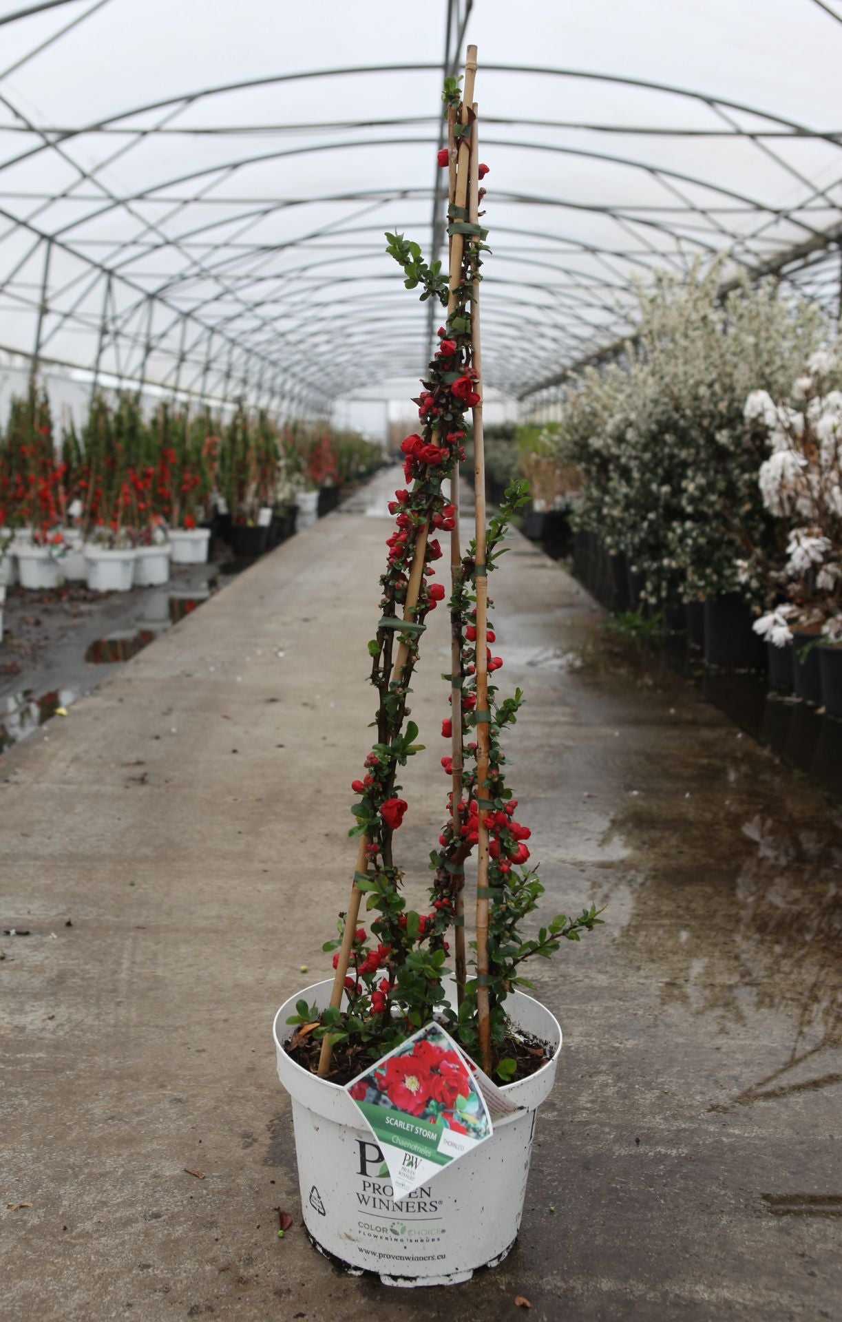 Chaenomeles speciosa Proven Winners© 'Scarlet Storm' (PBR)