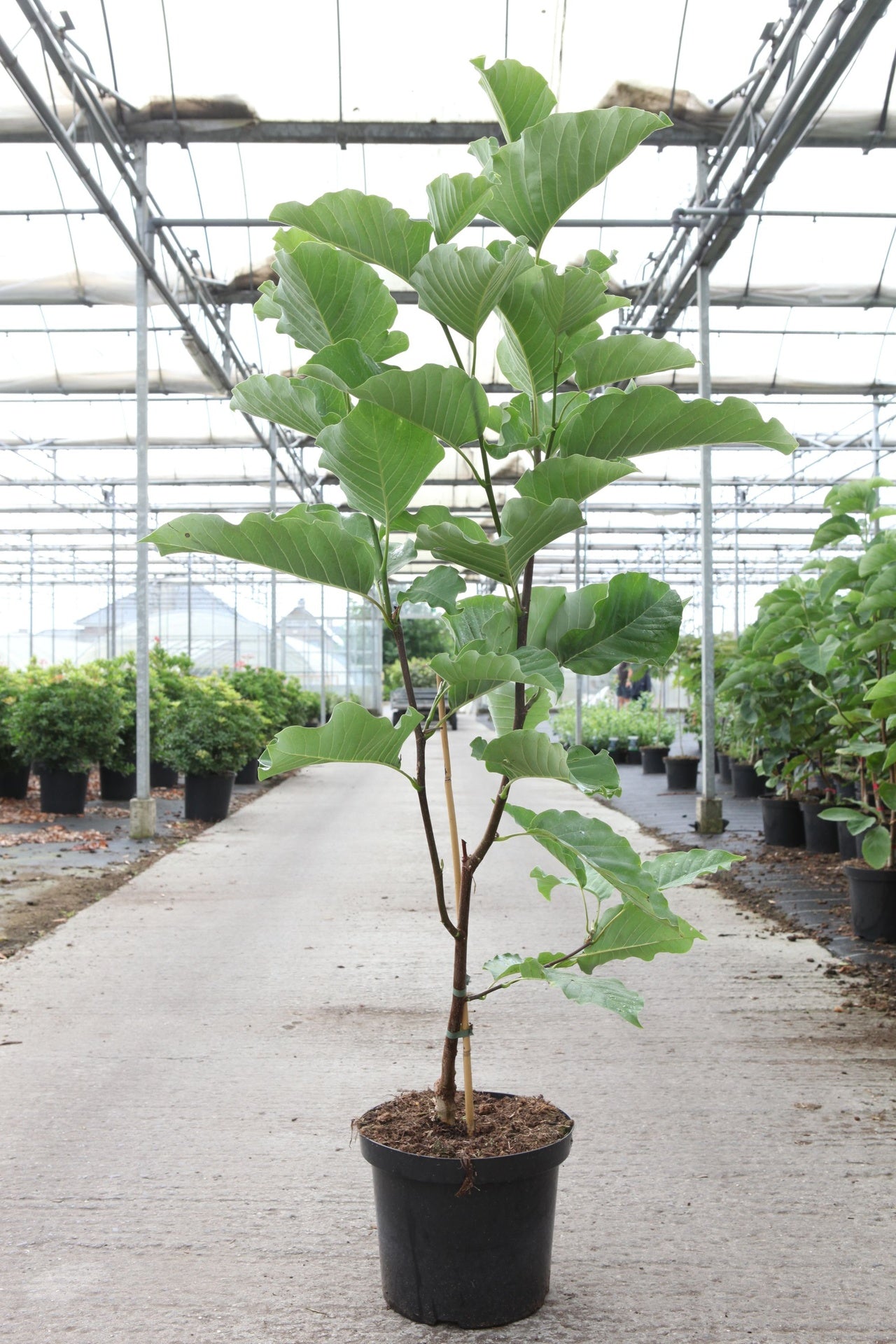 Magnolia 'Daphne'