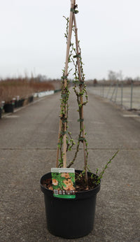 Chaenomeles superba 'Cameo'