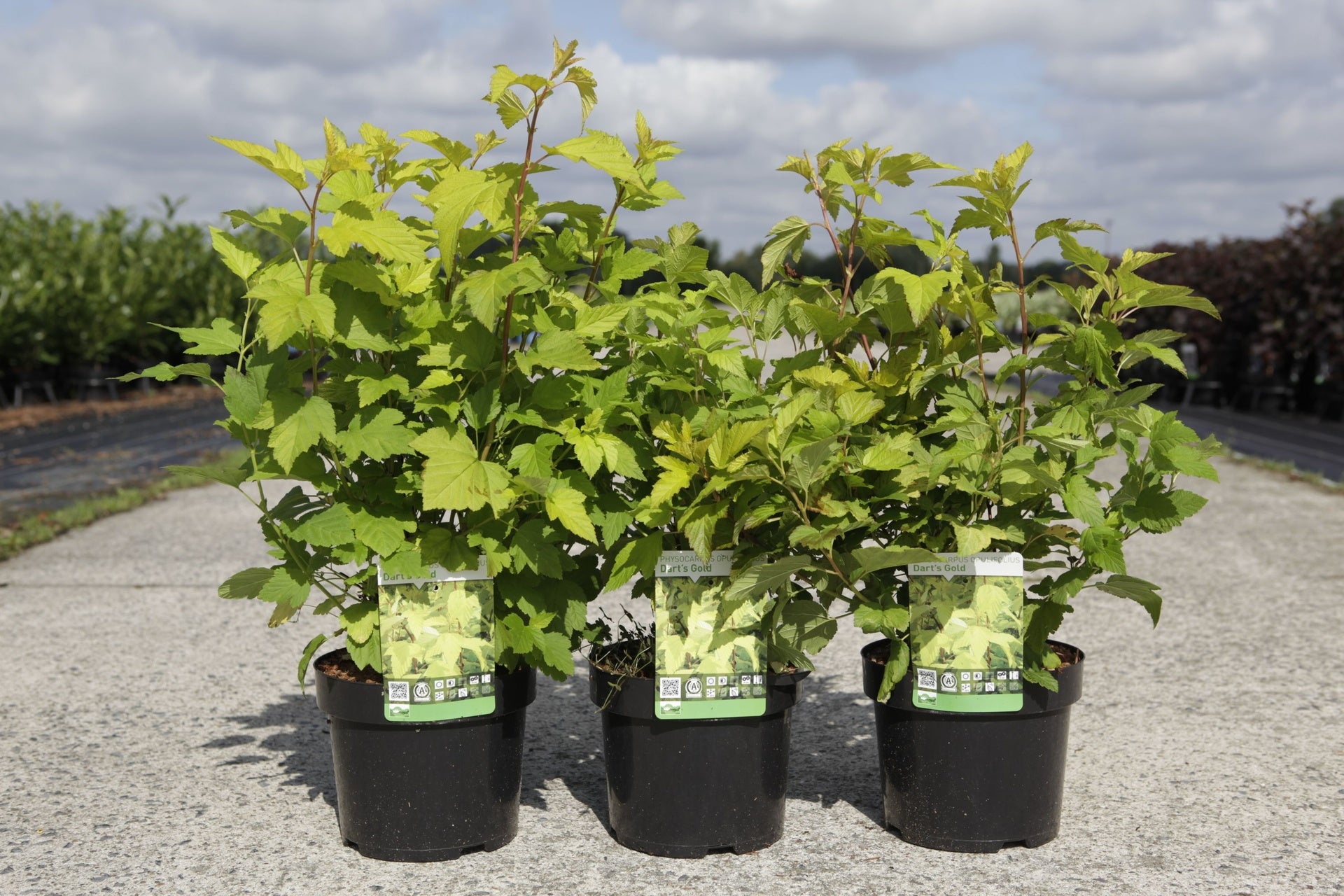 Physocarpus opulifolius 'Dart's Gold©'