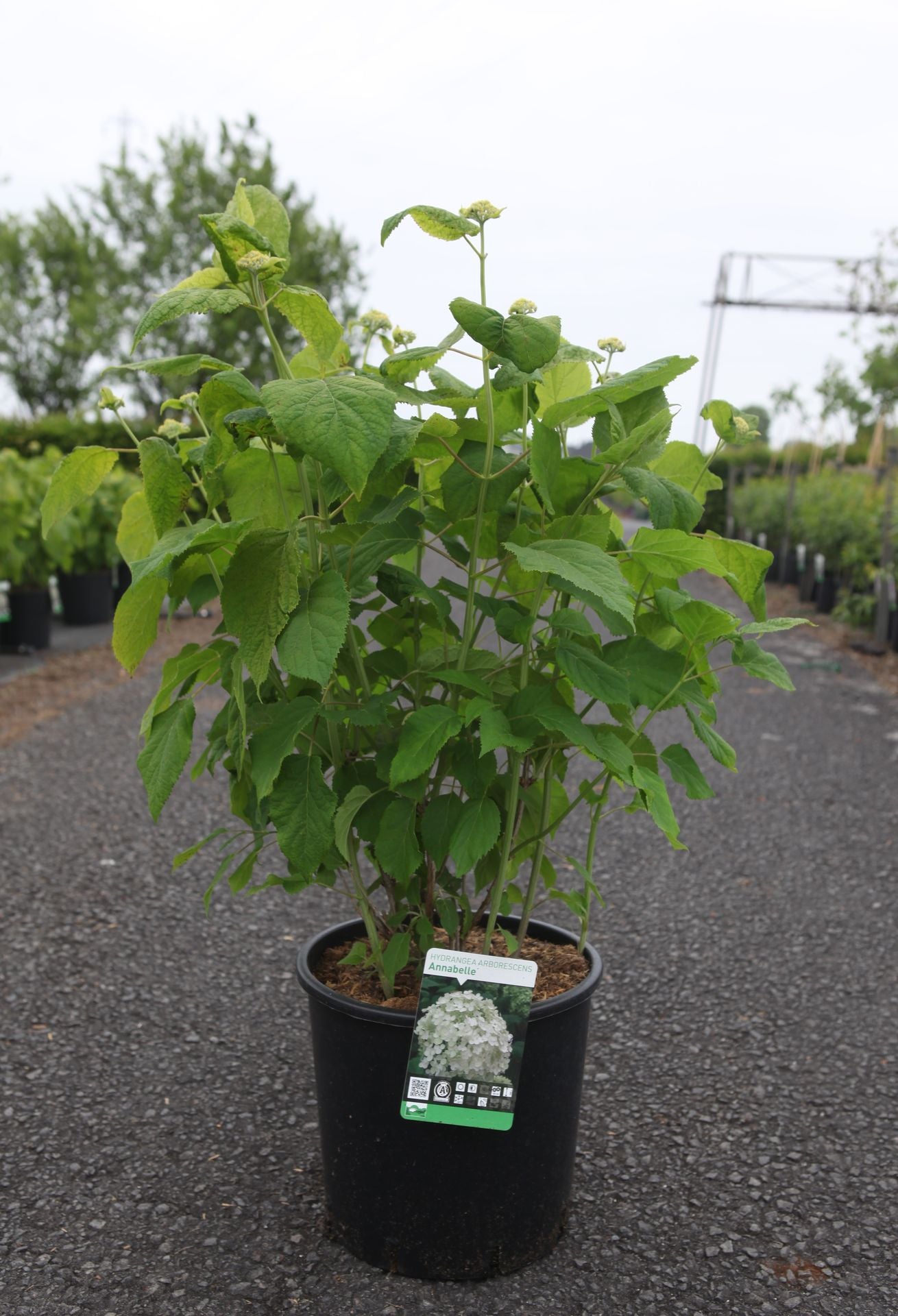 Hydrangea arborescens ‘Annabelle’ with strong stems and covered in buds ready to bloom into large white flowers