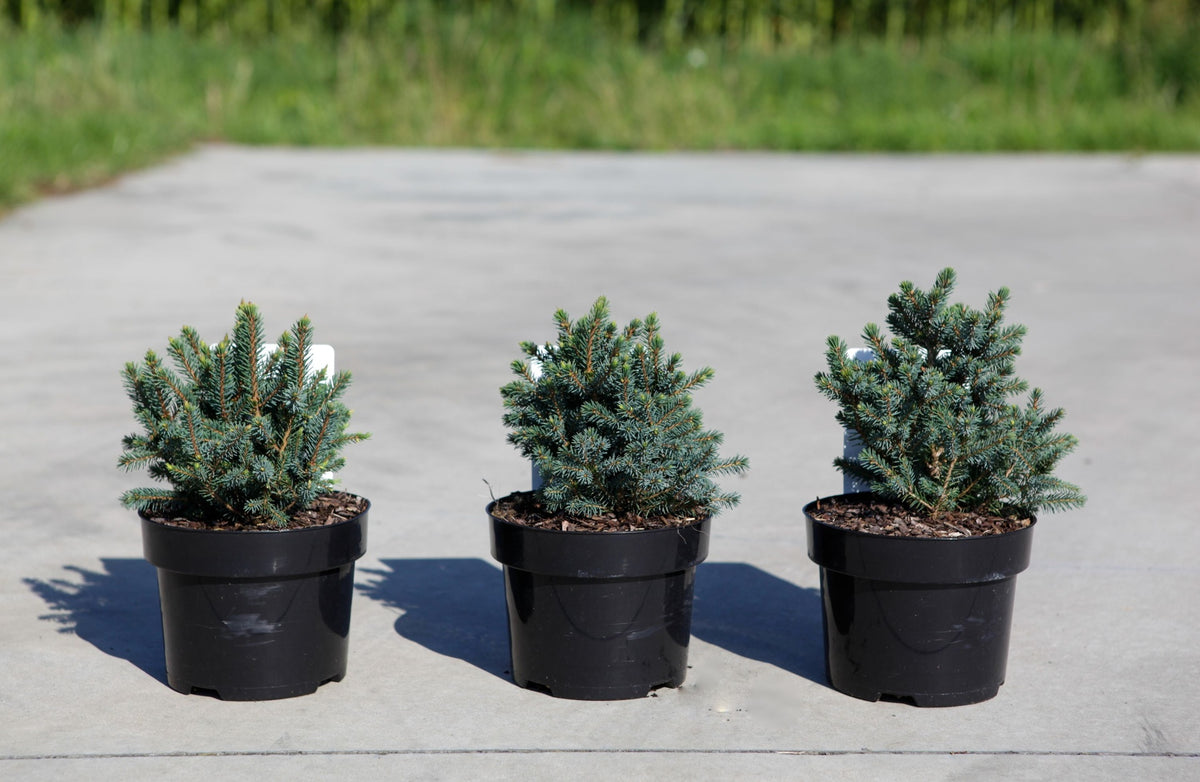 Picea glauca 'Echiniformis'