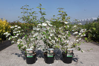 Viburnum plicatum KILIMANDJARO SUNRISE (PBR)