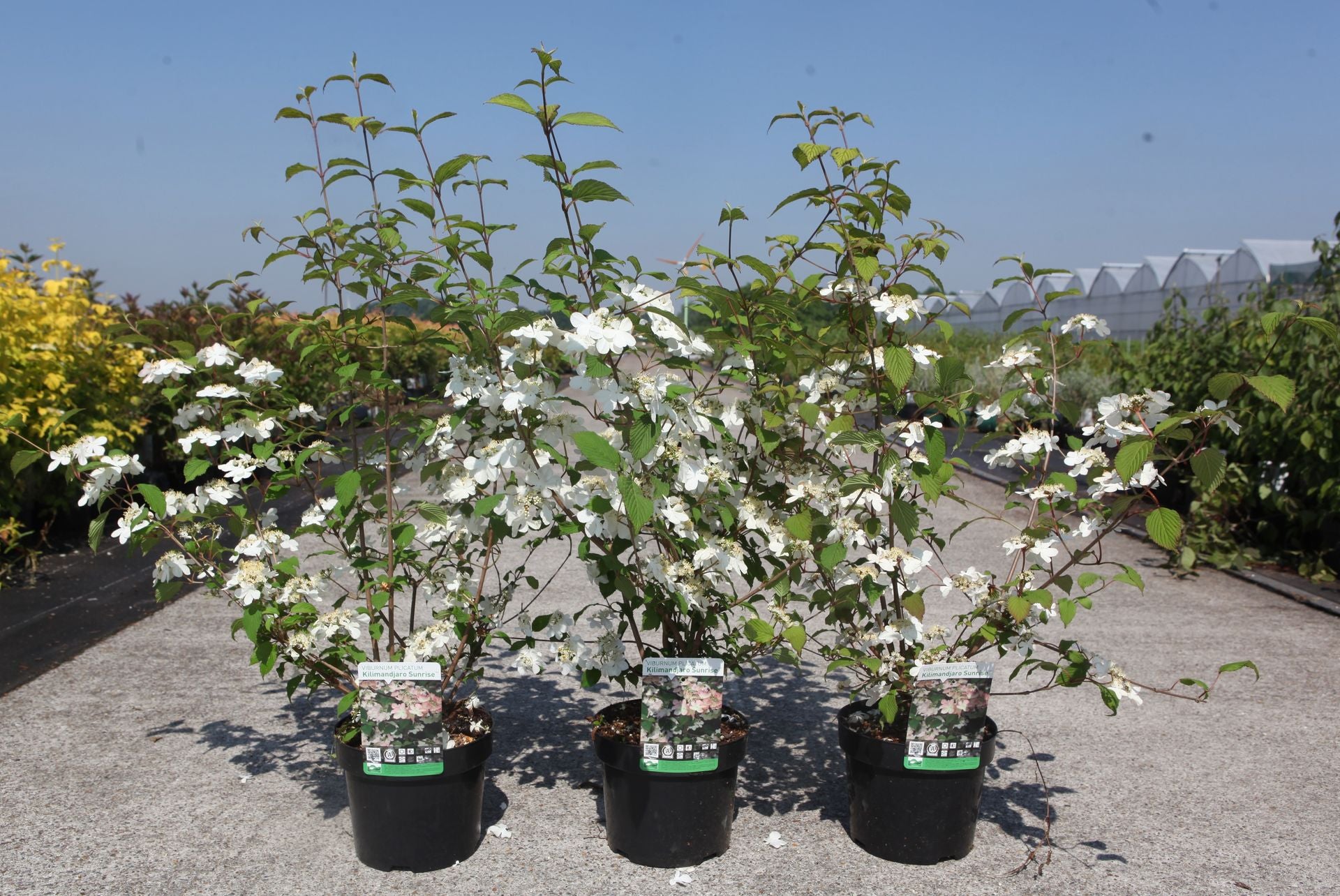 Viburnum plicatum KILIMANDJARO SUNRISE (PBR)
