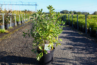 Exochorda macrantha First Editions© 'Lotus Moon©'
