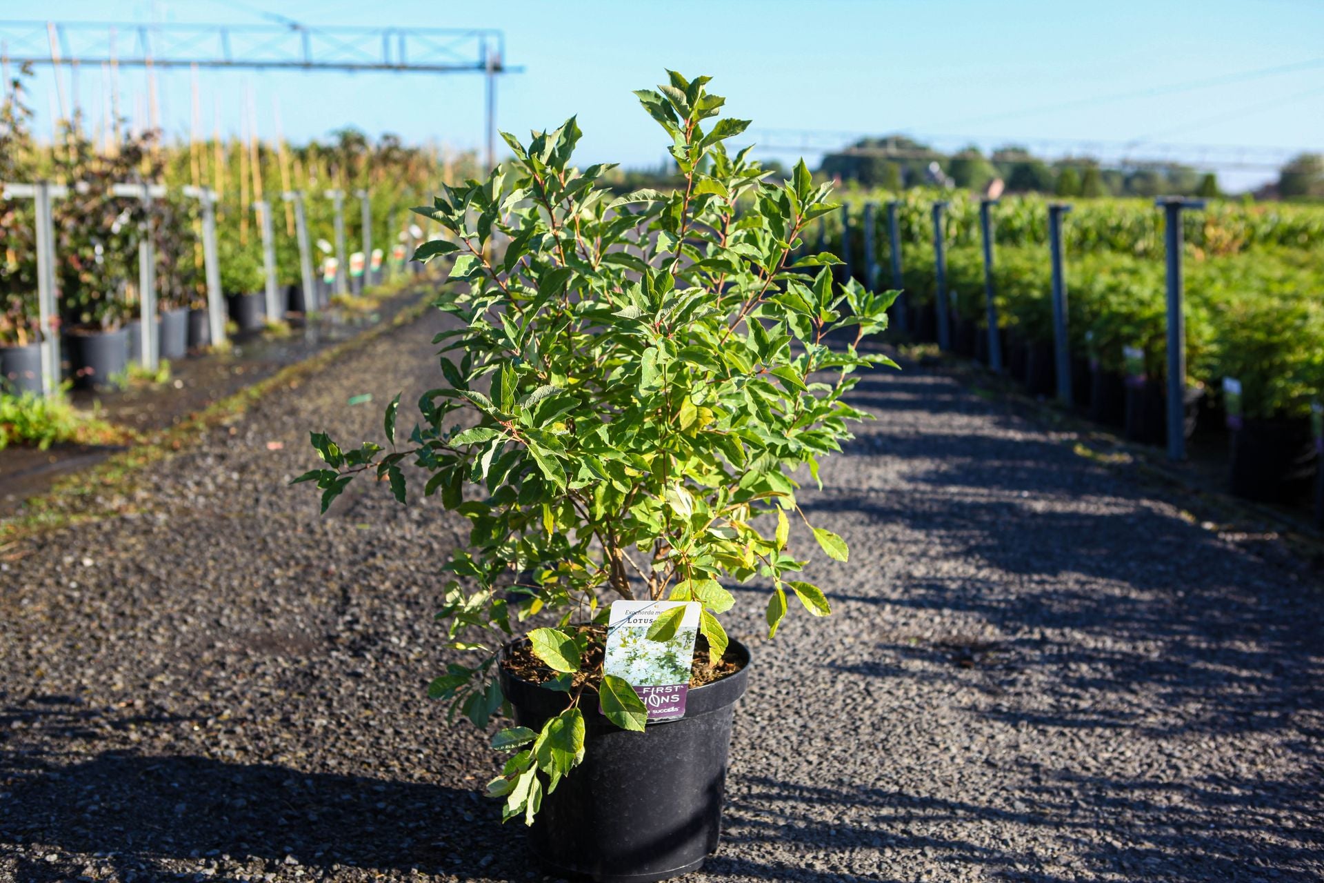 Exochorda macrantha First Editions© 'Lotus Moon©'