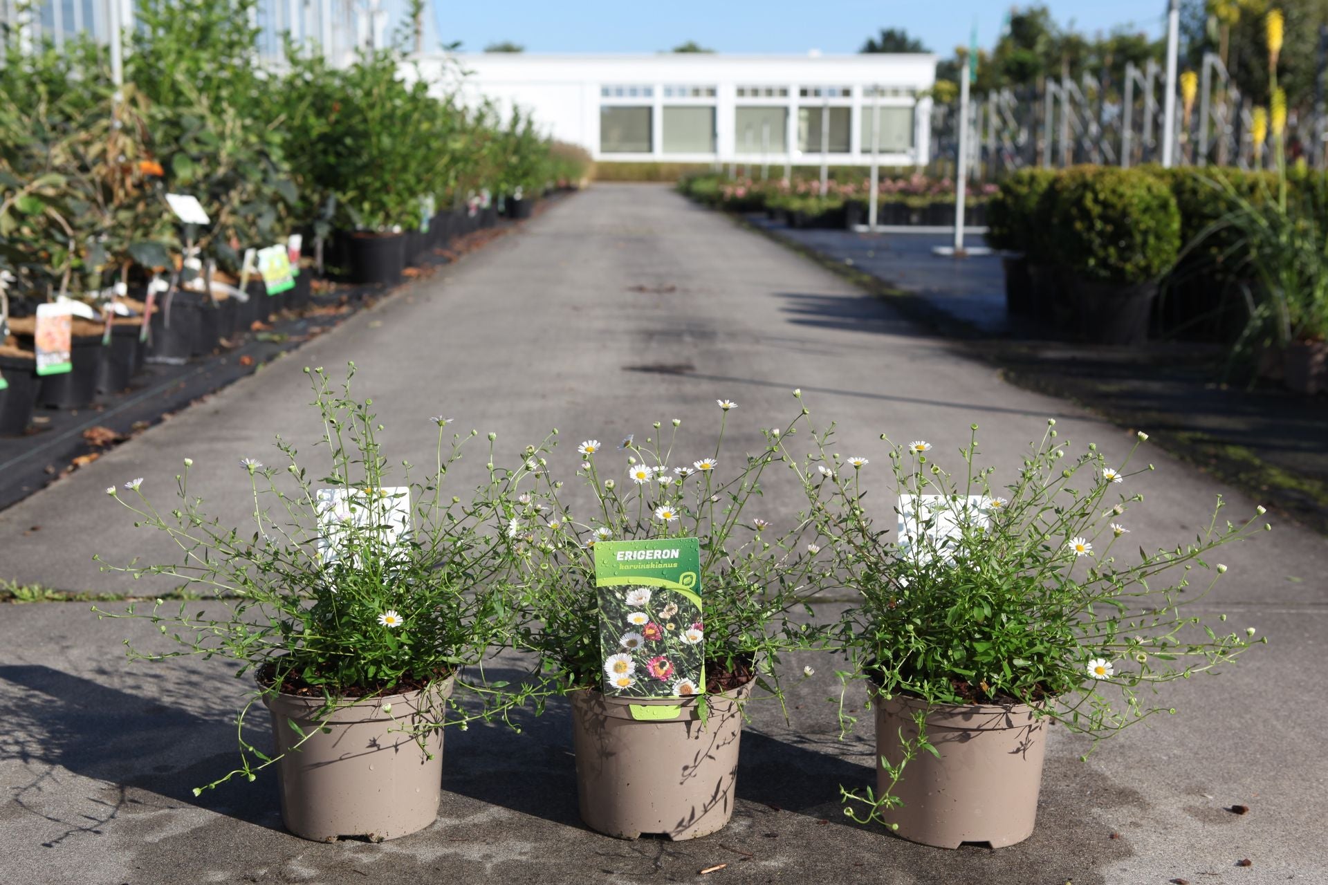 Erigeron karvinskianus