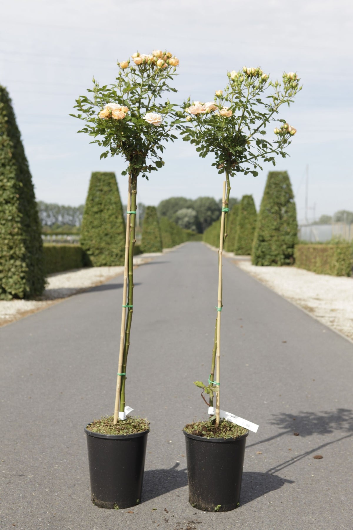 Rosa 'Sweety'