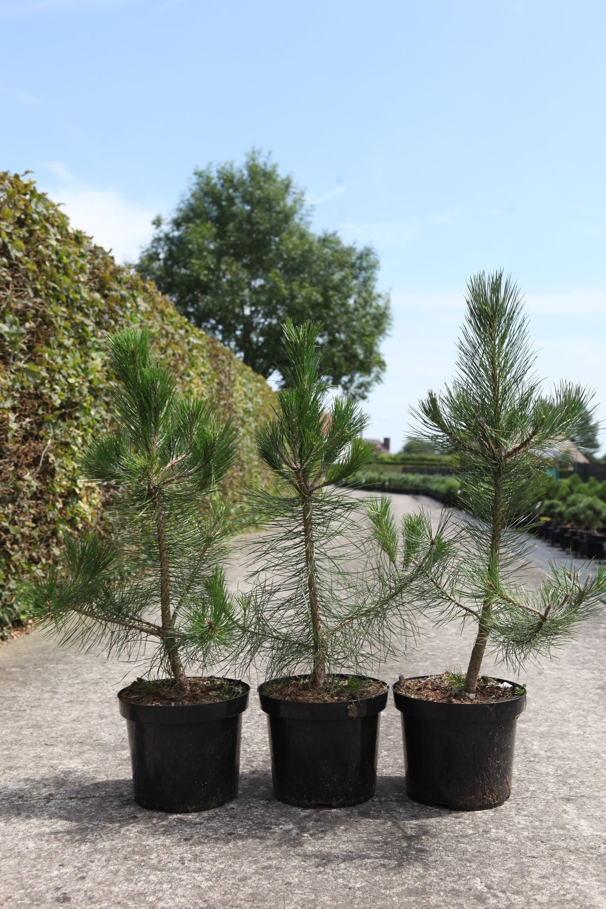Pinus nigra nigra