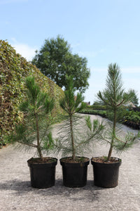 Pinus nigra nigra