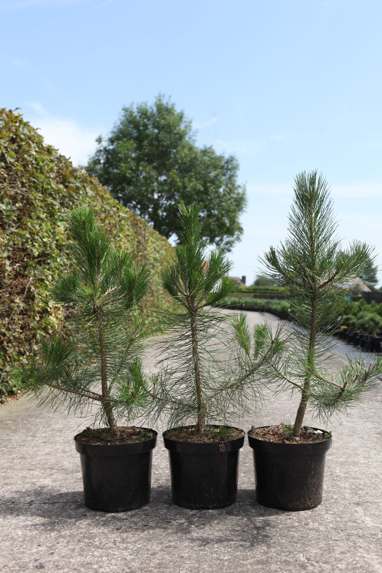 Pinus nigra nigra