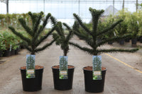 Araucaria araucana