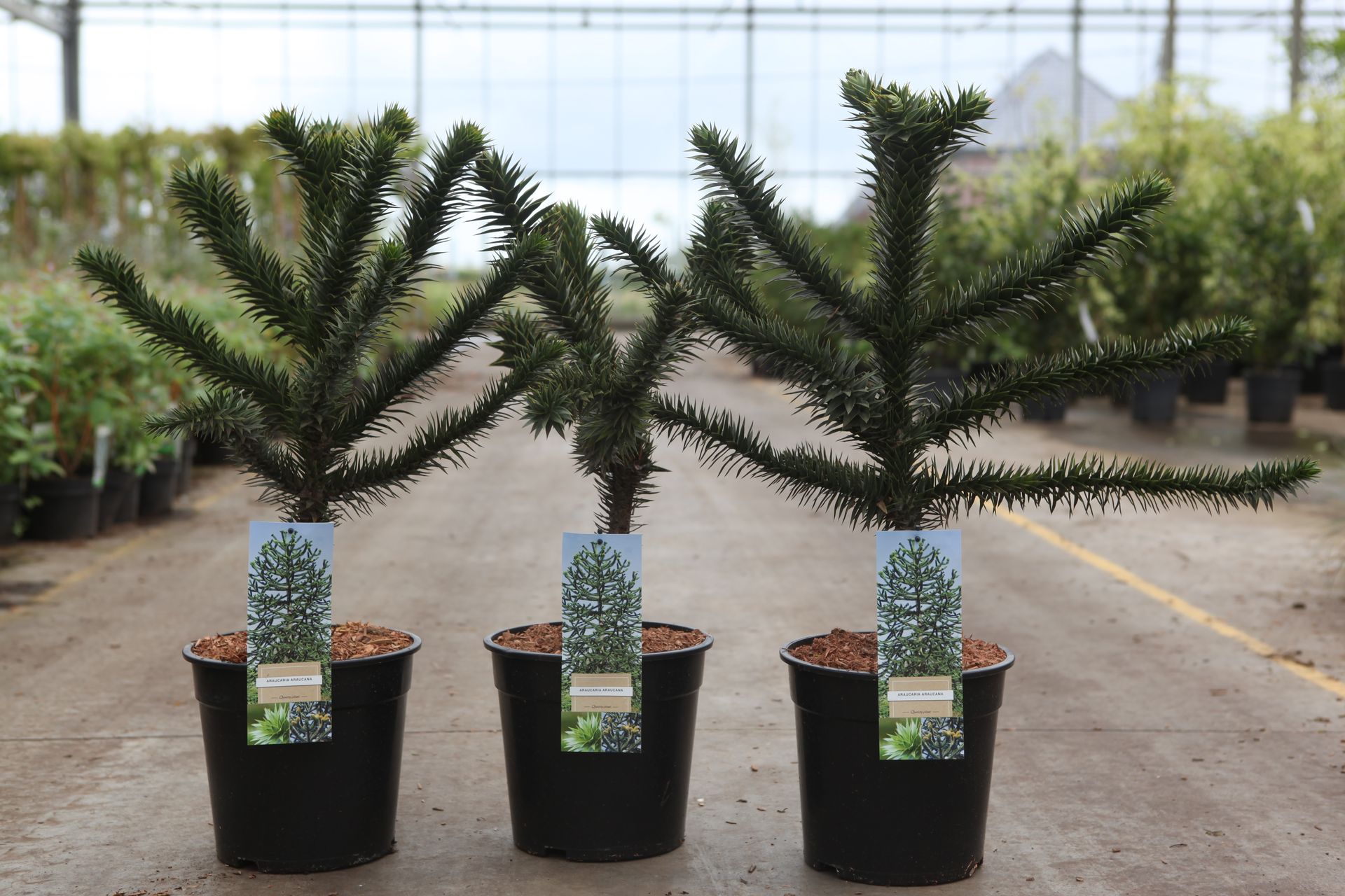 Araucaria araucana