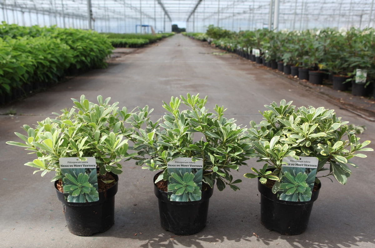 Pittosporum tobira 'Neige du Mont Ventoux'