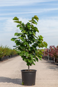 Cercis chinensis 'Avondale'