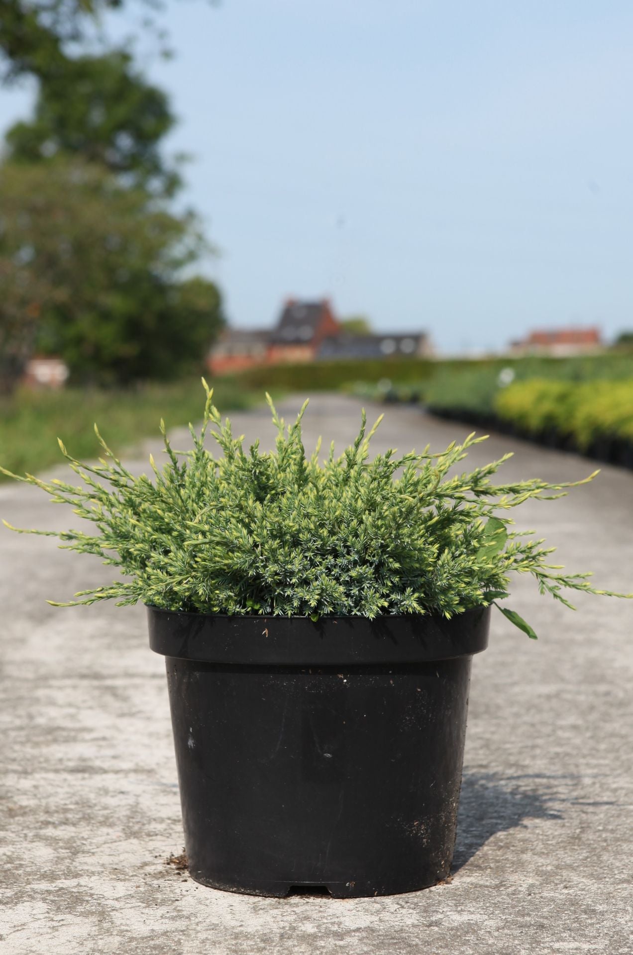 Juniperus squamata 'Holger'
