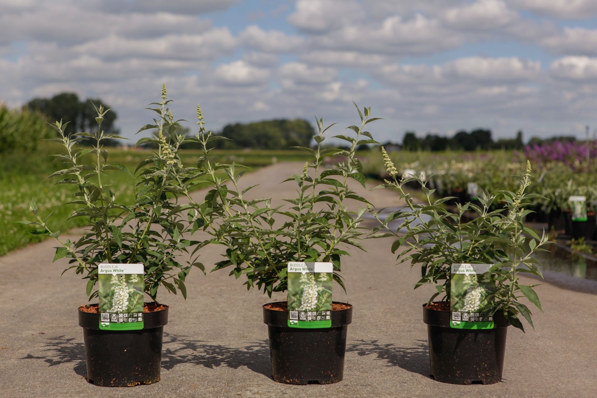 Buddleja ARGUS© WHITE (PBR)