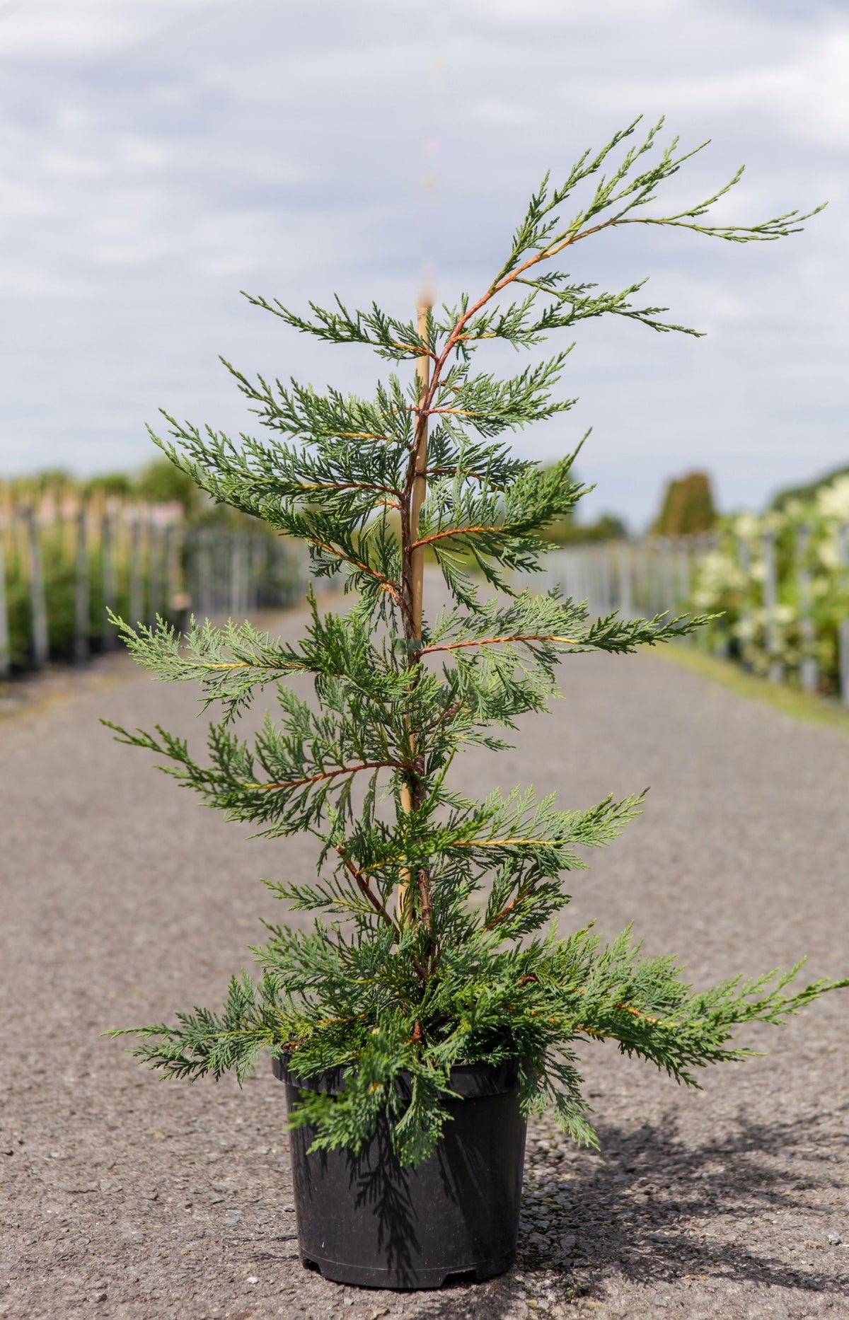 Cupressocyparis leylandii