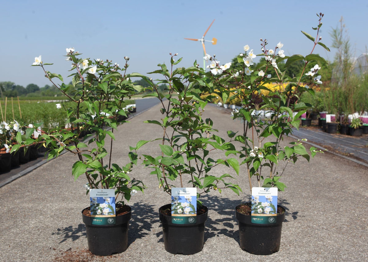 Philadelphus 'Starbright' (PBR)