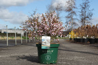 Prunus incisa 'Kojou-no-mai'