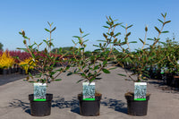Viburnum 'Pragense'