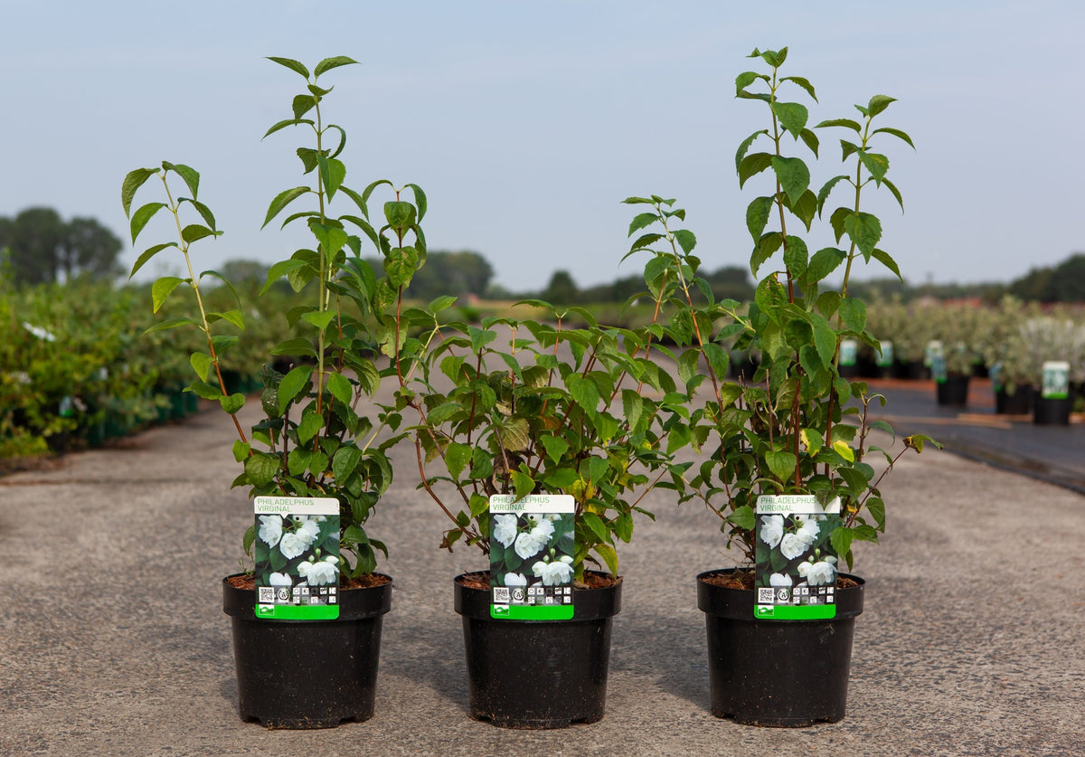 Philadelphus 'Virginal'