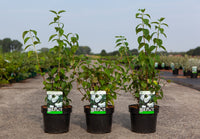 Philadelphus 'Virginal'