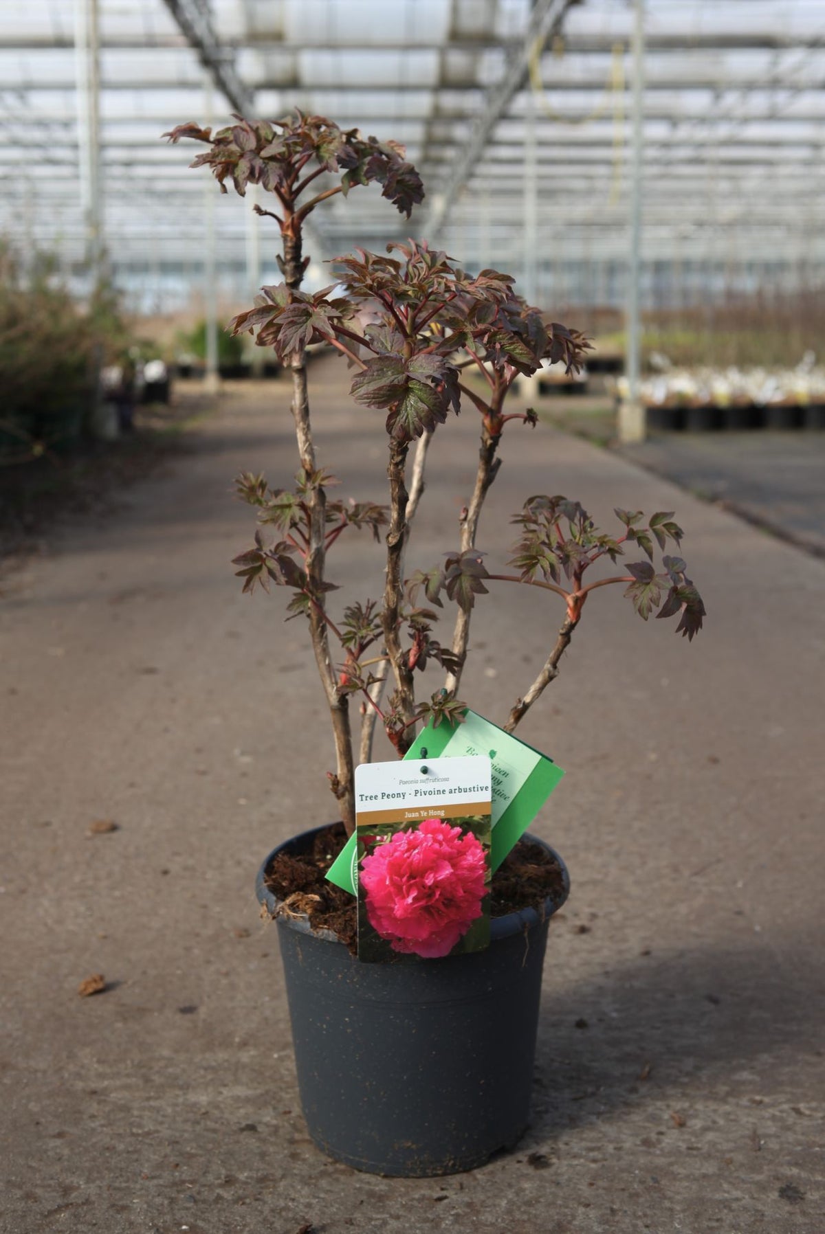 Paeonia suffruticosa 'Juan Ye Hong'